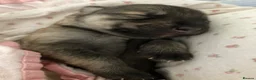Shepsky dogs for sale: Shepsky puppies  - Advert 12