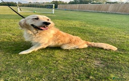Golden Retriever dogs for sale: Golden retriever puppies - Image 7