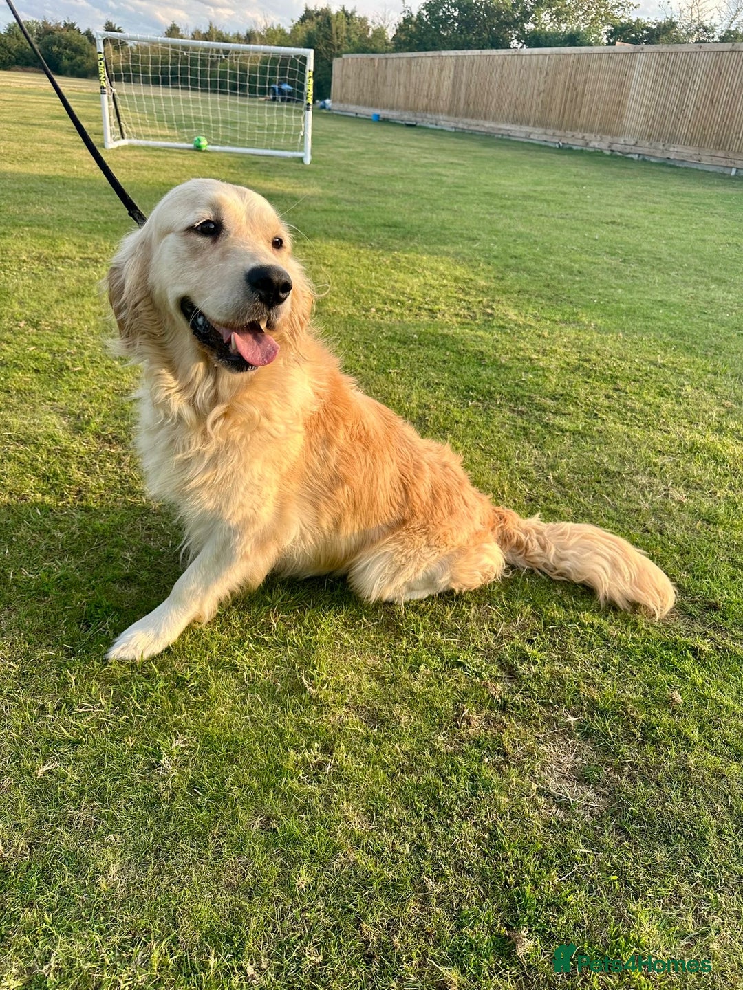 Golden Retriever dogs for sale: Golden retriever puppies - Image 7