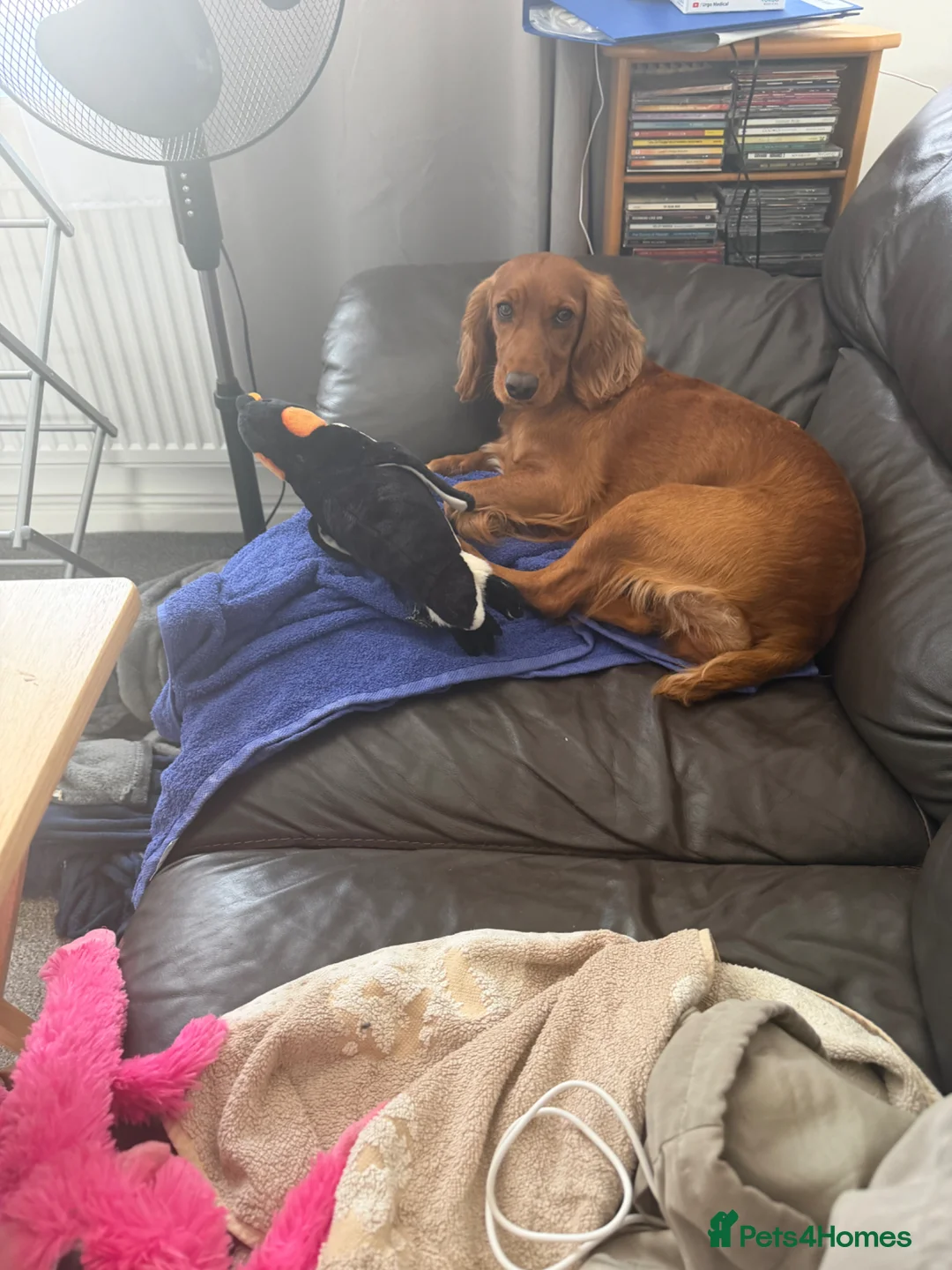 Cocker Spaniel dogs for sale: My Mate Oddie - Advert 10