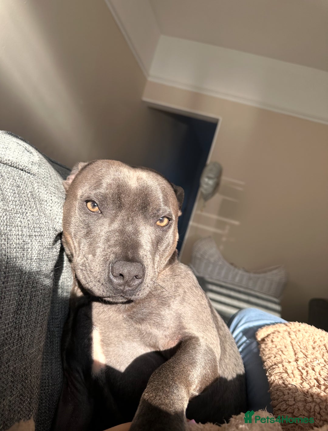 Staffordshire Bull Terrier dogs for sale: Gorgeous 2 year old Blue Male staffy  - Image 3