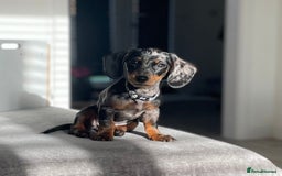 Dachshund dogs for sale: Miniature Dachshund  - Image 9