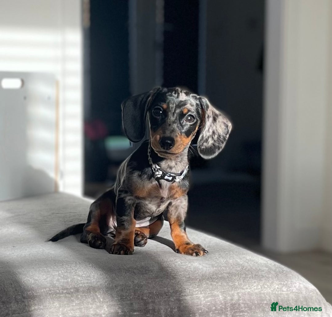 Dachshund dogs for sale: Miniature Dachshund  - Image 9