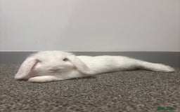 Dwarf Lop rabbits for sale: White Dwarf Llop - Image 1