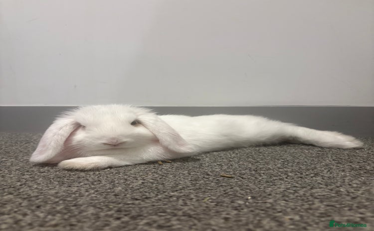 Dwarf Lop rabbits - Advert 1