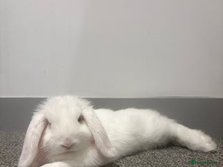 Dwarf Lop rabbits - Advert 33