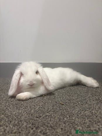 Dwarf Lop rabbits - Advert 7