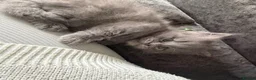 British Shorthair cats for sale: Mainecoon x - Advert 4