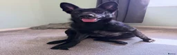 German Shepherd dogs for sale: Blaze  - Advert 5