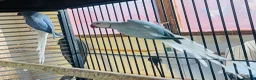 Parakeets birds for sale: Indian Ringneck parrot  - Advert 2
