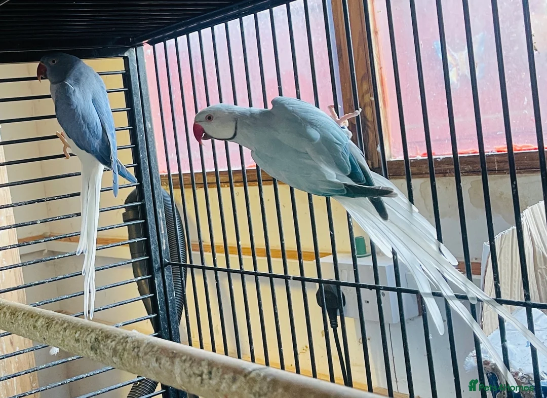 Parakeets birds for sale: Indian Ringneck parrot  - Advert 2