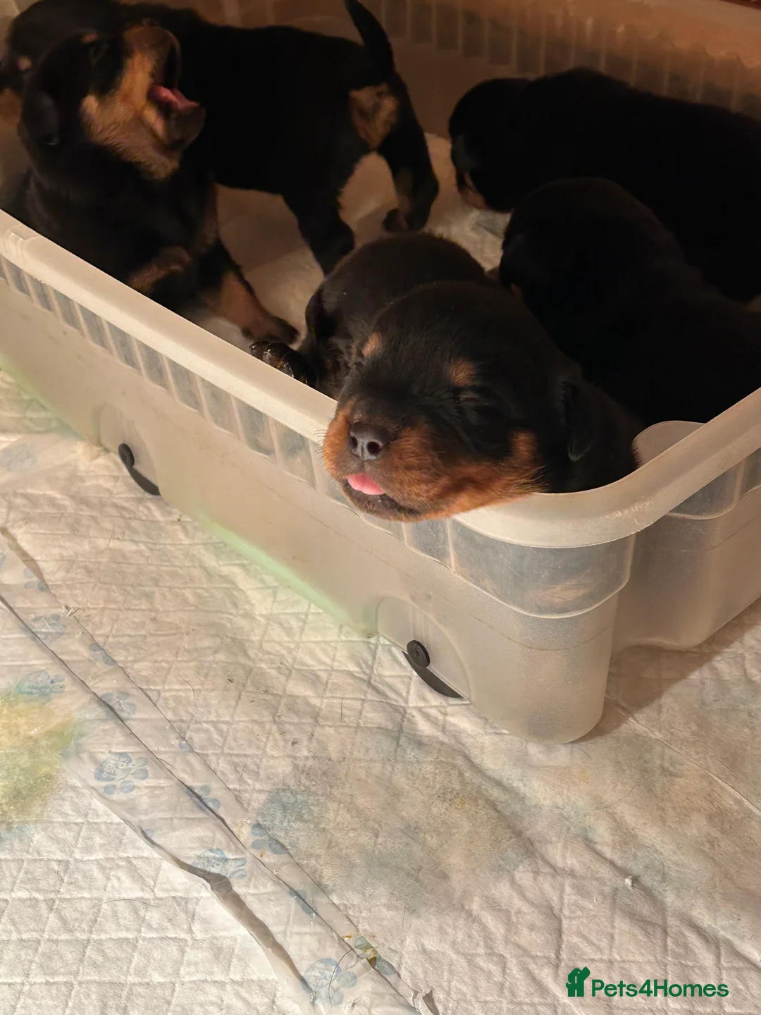Rottweiler dogs for sale: Champion  bloodline Rottwiler Puppies  - Advert 26