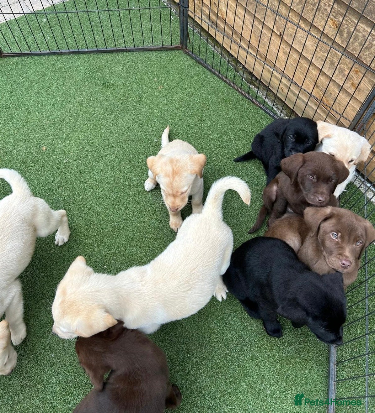 Labrador Retriever dogs Beautiful Labrador puppies - Advert 1