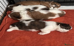 Shih Tzu dogs for sale: Beautiful Shih Tzu puppies  - Image 3