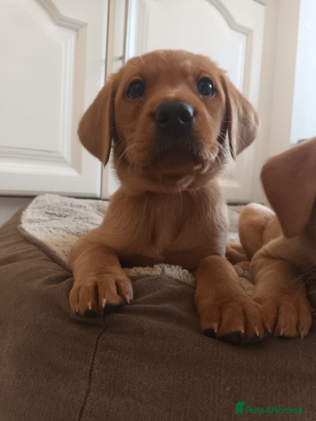 Labrador Retriever dogs for sale: Fox Red KC Reg Fox Red Lab, M&D hip & elbow scored - Advert 3