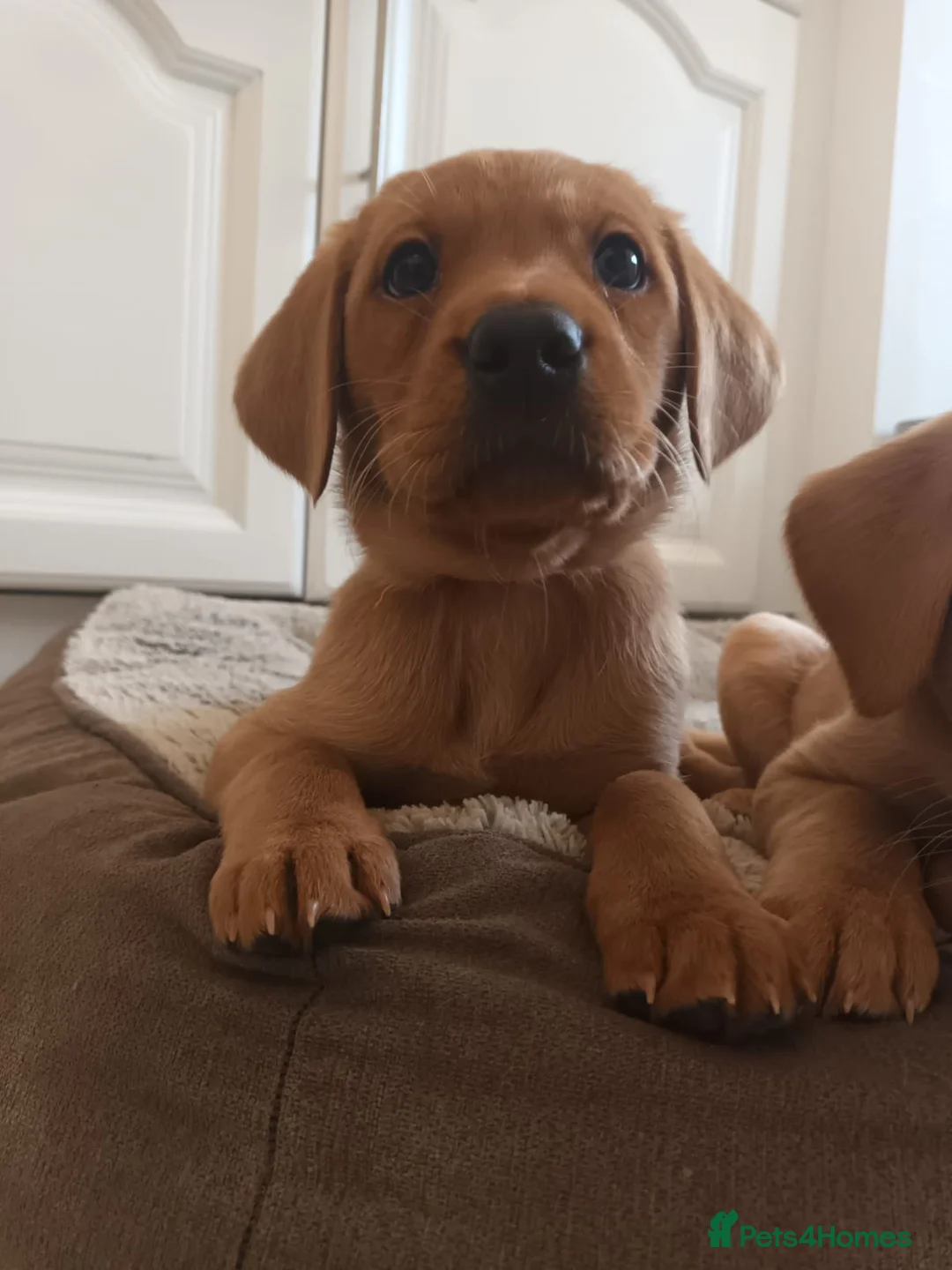 Labrador Retriever dogs for sale: Fox Red KC Reg Fox Red Lab, M&D hip & elbow scored - Advert 3