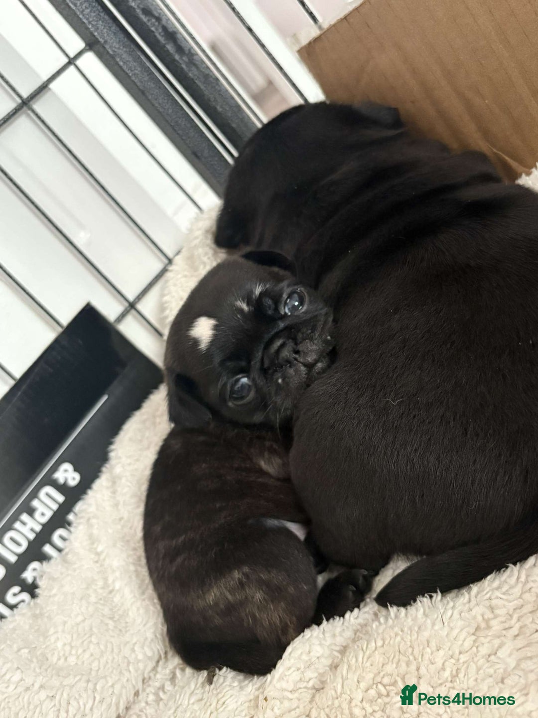Pug dogs for sale: 2 adorable little boys  - Image 6
