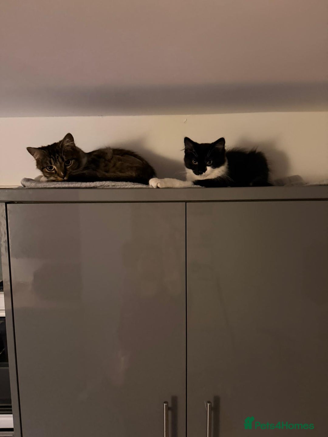 Mixed Breed cats for sale: Lovely black and white 6 month kitten - Advert 2