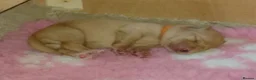 Labrador Retriever dogs for sale: Kc Registered Fox Red Labradors - Champion Lines - Advert 2