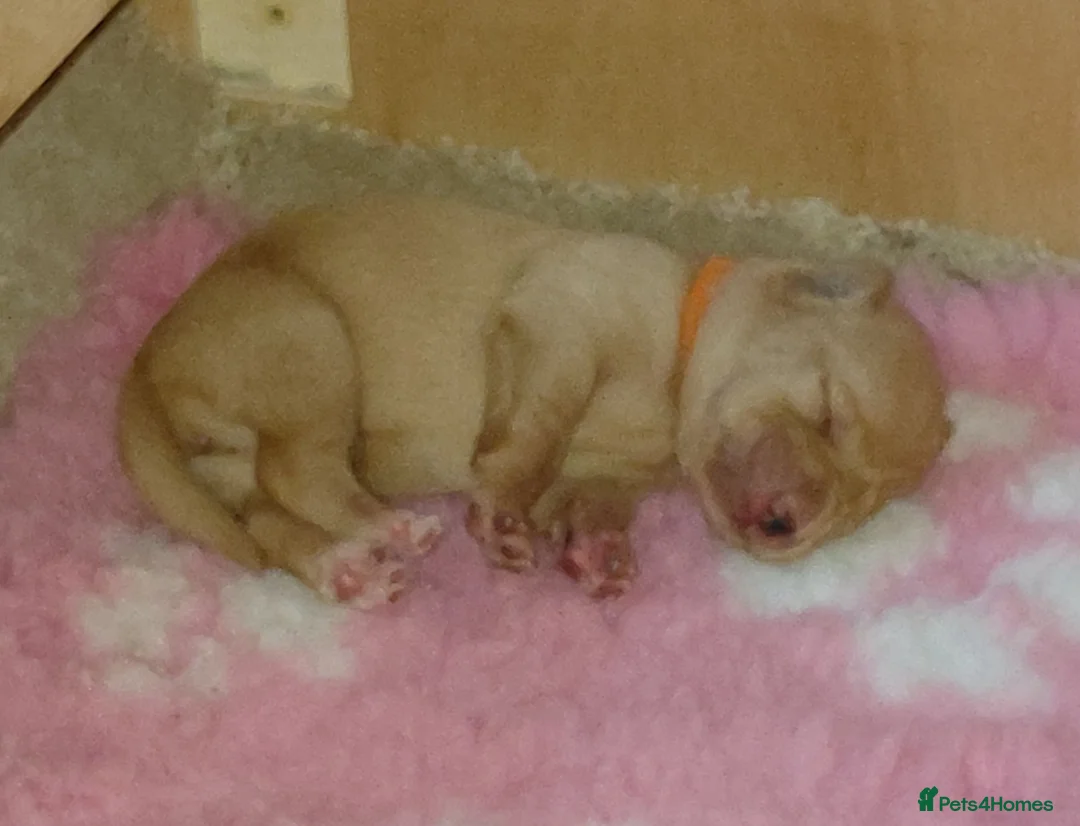 Labrador Retriever dogs for sale: Kc Registered Fox Red Labradors - Champion Lines - Advert 2