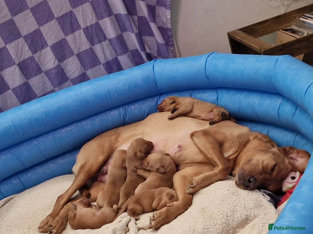 Labrador Retriever dogs for sale: Ready Now! Beautiful Red Fox Labrador Puppies - Advert 30