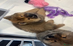 Chow Chow dogs for sale: Chow Puppies looking for new home - Image 13