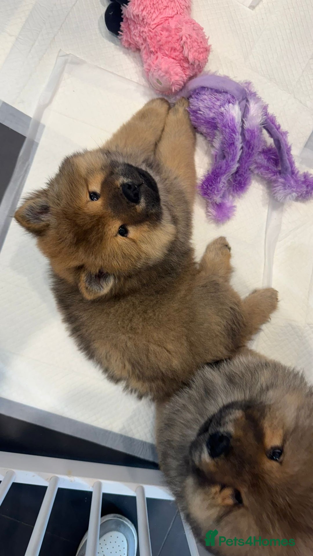 Chow Chow dogs for sale: Chow Puppies looking for new home - Image 13