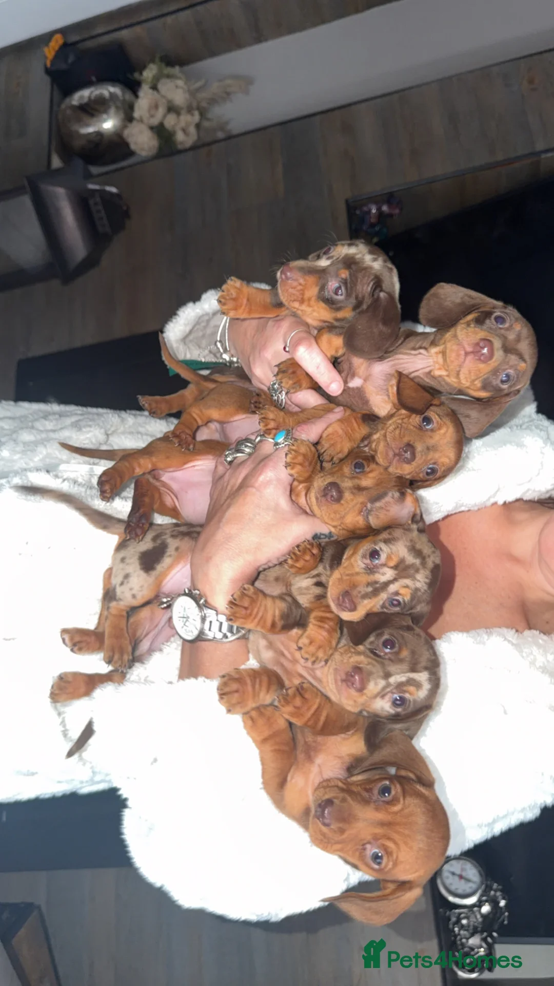 Miniature Dachshund dogs for sale: 🐾 Miniature Dachshund Puppies For Sale 🐾 - Advert 2