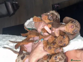 Miniature Dachshund dogs 🐾 Miniature Dachshund Puppies For Sale 🐾 - Advert 2
