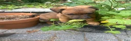 Lakeland Terrier dogs for sale: Lakeland puppies for sale in Builth Wells - Advert 2