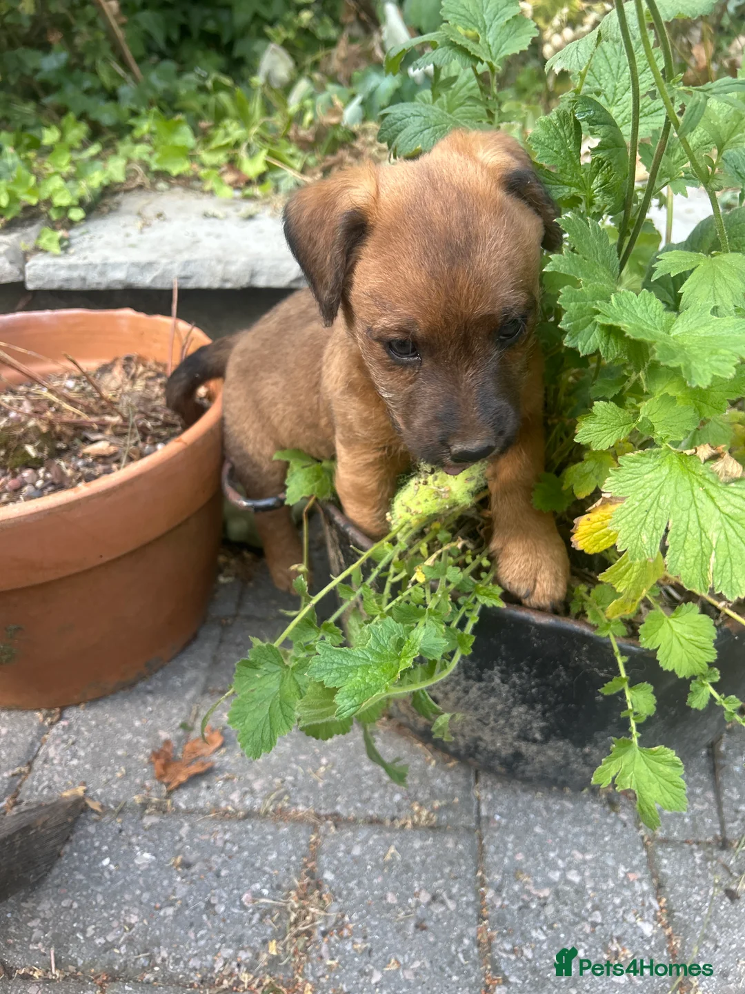 Lakeland Terrier dogs for sale: Lakeland puppies for sale in Builth Wells - Advert 2