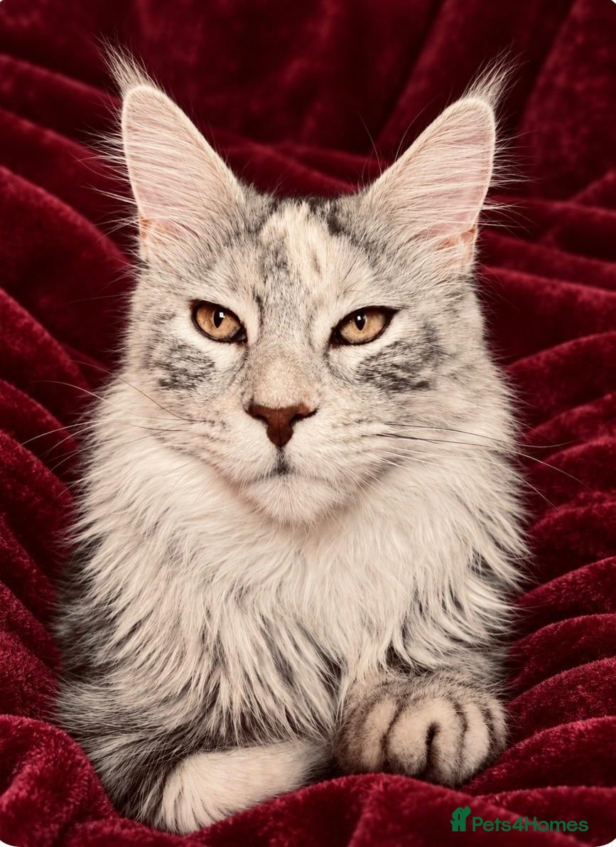 Maine Coon cats 🐾💕STUNNING XL PUREBRED MAINE COON GIRL 💕🐾 - Advert 13