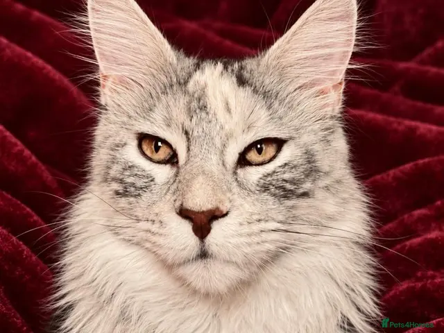 Maine Coon cats 🐾💕STUNNING XL PUREBRED MAINE COON GIRL 💕🐾 - Advert 4