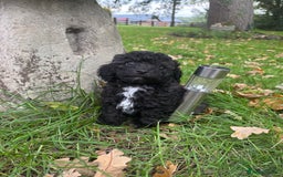 Poochon dogs for sale:  F1b poochon pups health tested parents licensed  - Image 11