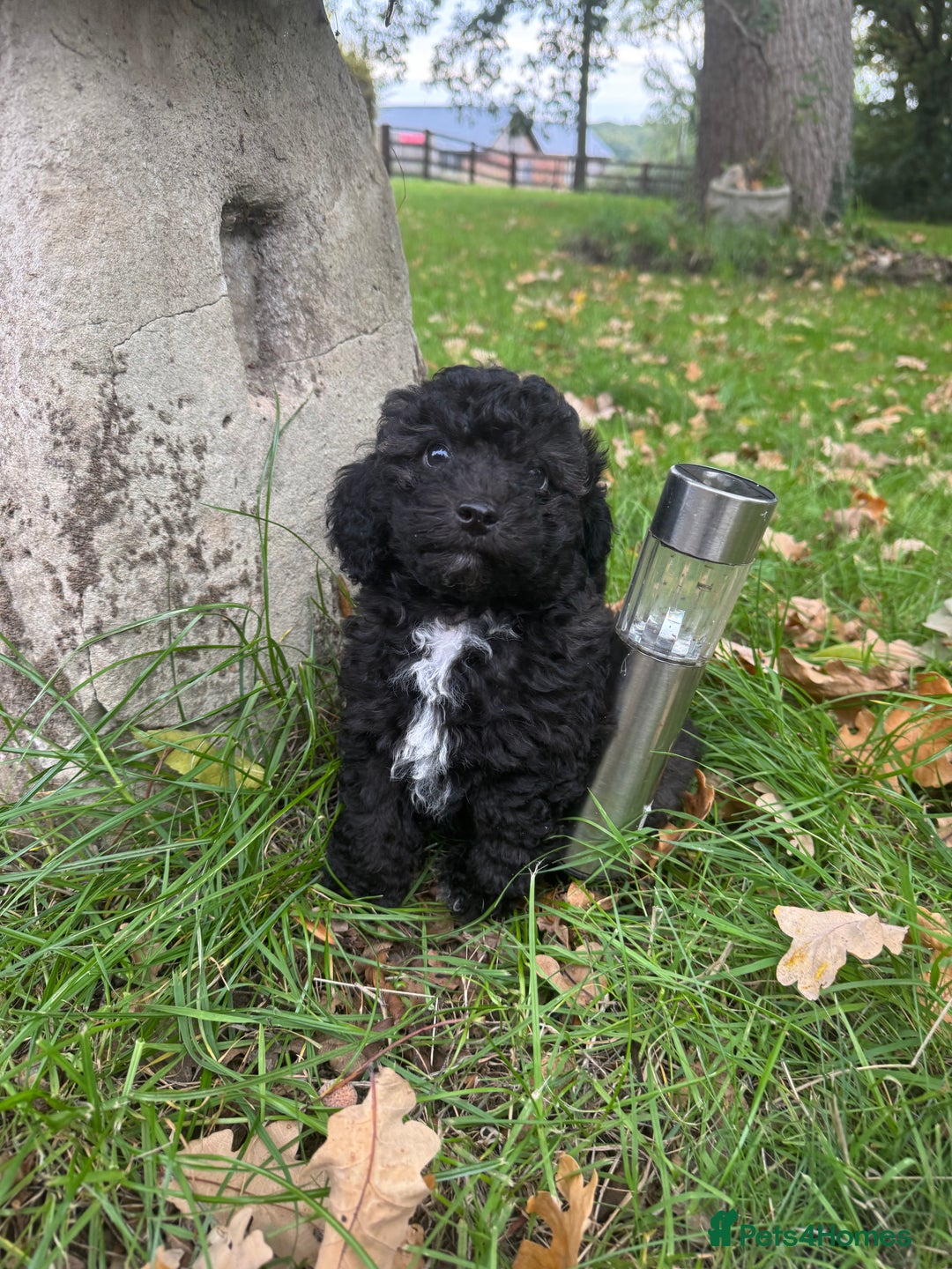 Poochon dogs for sale:  F1b poochon pups health tested parents licensed  - Image 11