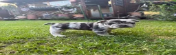 French Bulldog dogs for sale: Confident and Cute French Bulldog Puppies   - Advert 2