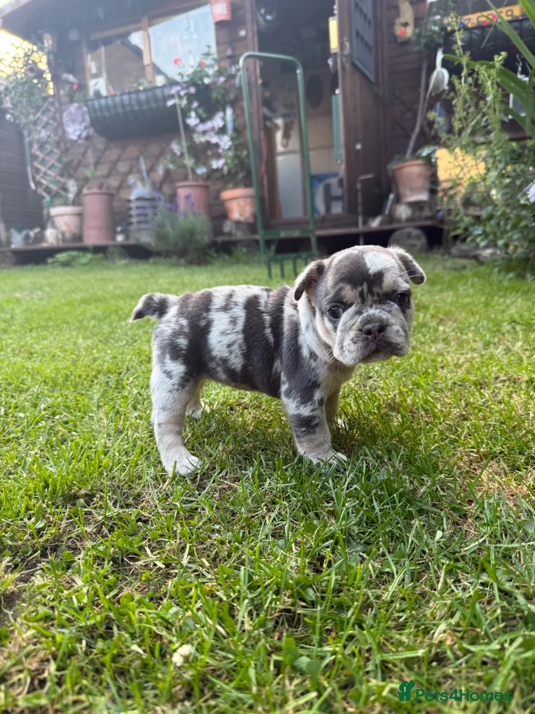 French Bulldog dogs for sale: Confident and Cute French Bulldog Puppies   - Advert 2