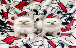 Ragdoll cats for sale: Ragdoll kittens  - Image 8