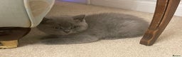 British Shorthair cats for sale: GCCF Registered British Shorthair Kittens - Advert 9