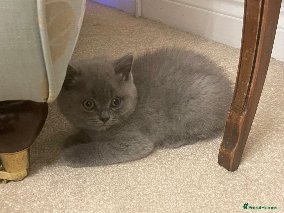 British Shorthair cats for sale: GCCF Registered British Shorthair Kittens - Advert 9