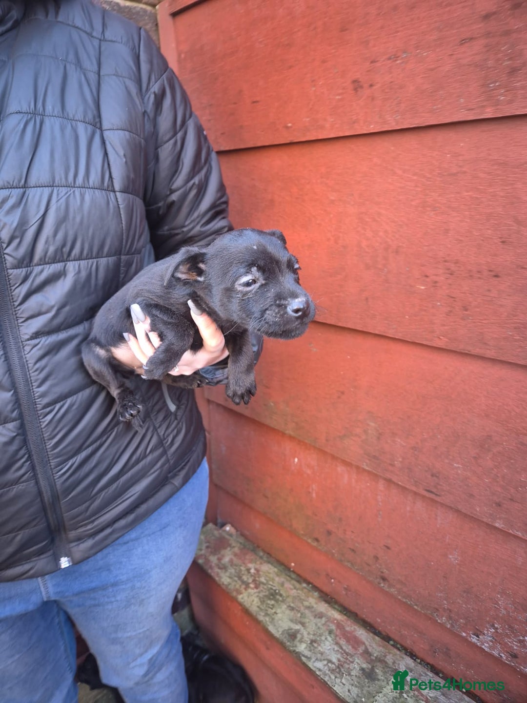Patterdale Terrier dogs for sale: Patterdale Puppies - Advert 6