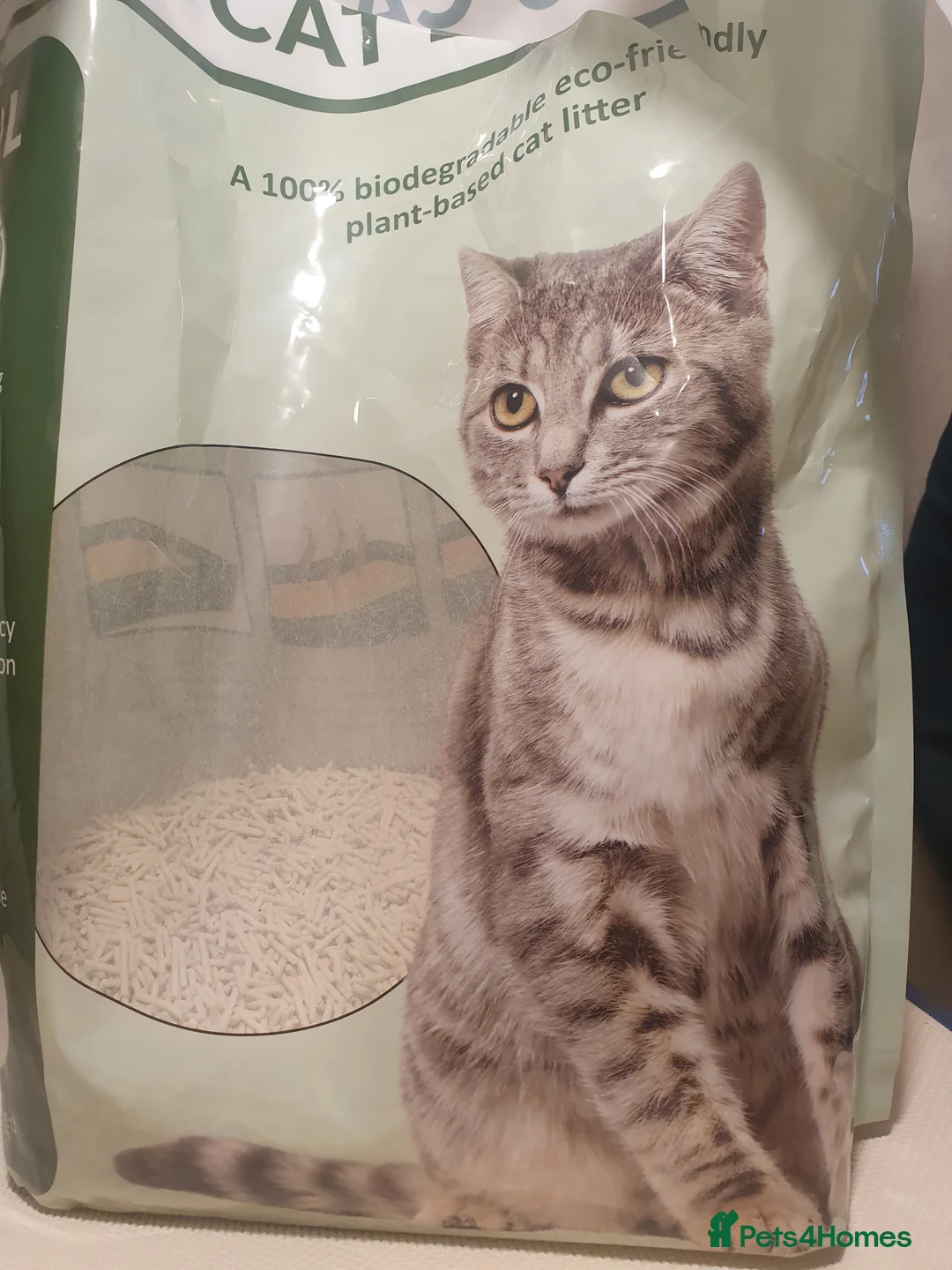 European cats for sale: For Sale tipi - Advert 6