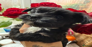 Yorkshire Terrier dogs - Advert 2