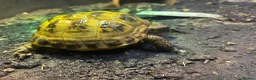 Tortoise reptiles for sale: Horsfield tortoise  - Advert 1