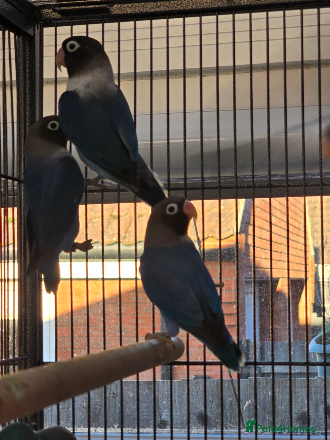 Lovebirds birds for sale: Blackmasked young lovebirds for sale - Advert 4