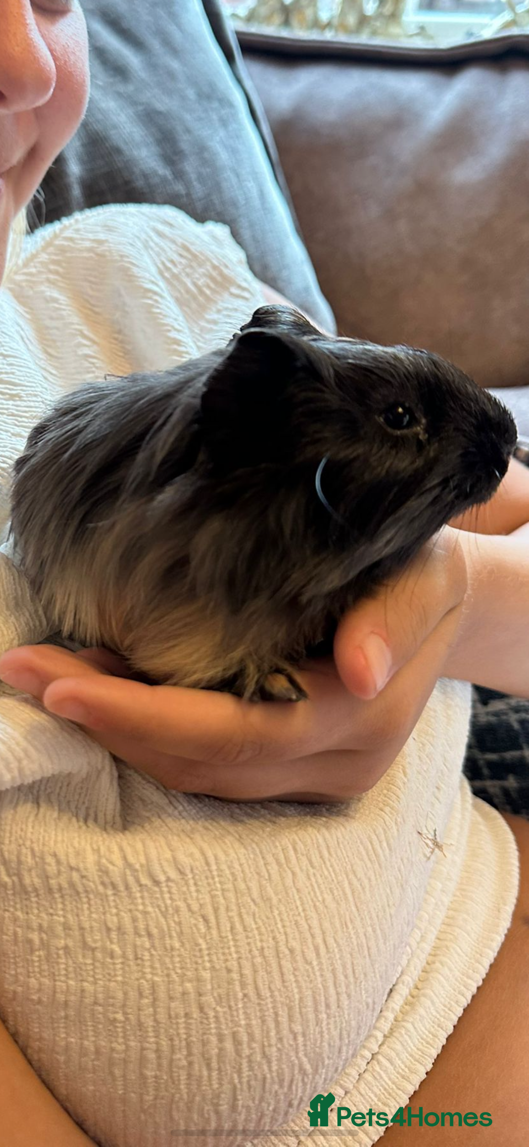 Guinea Pig rodents for sale: Two gorgeous Guinea pigs (Males) - Advert 1