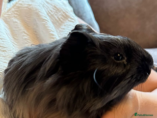 Guinea Pig rodents Two gorgeous Guinea pigs (Males) - Advert 1