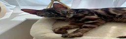 Bengal cats for sale: 🏆Gorgeous Brown Pedigree bengal girl🏆  - Advert 9
