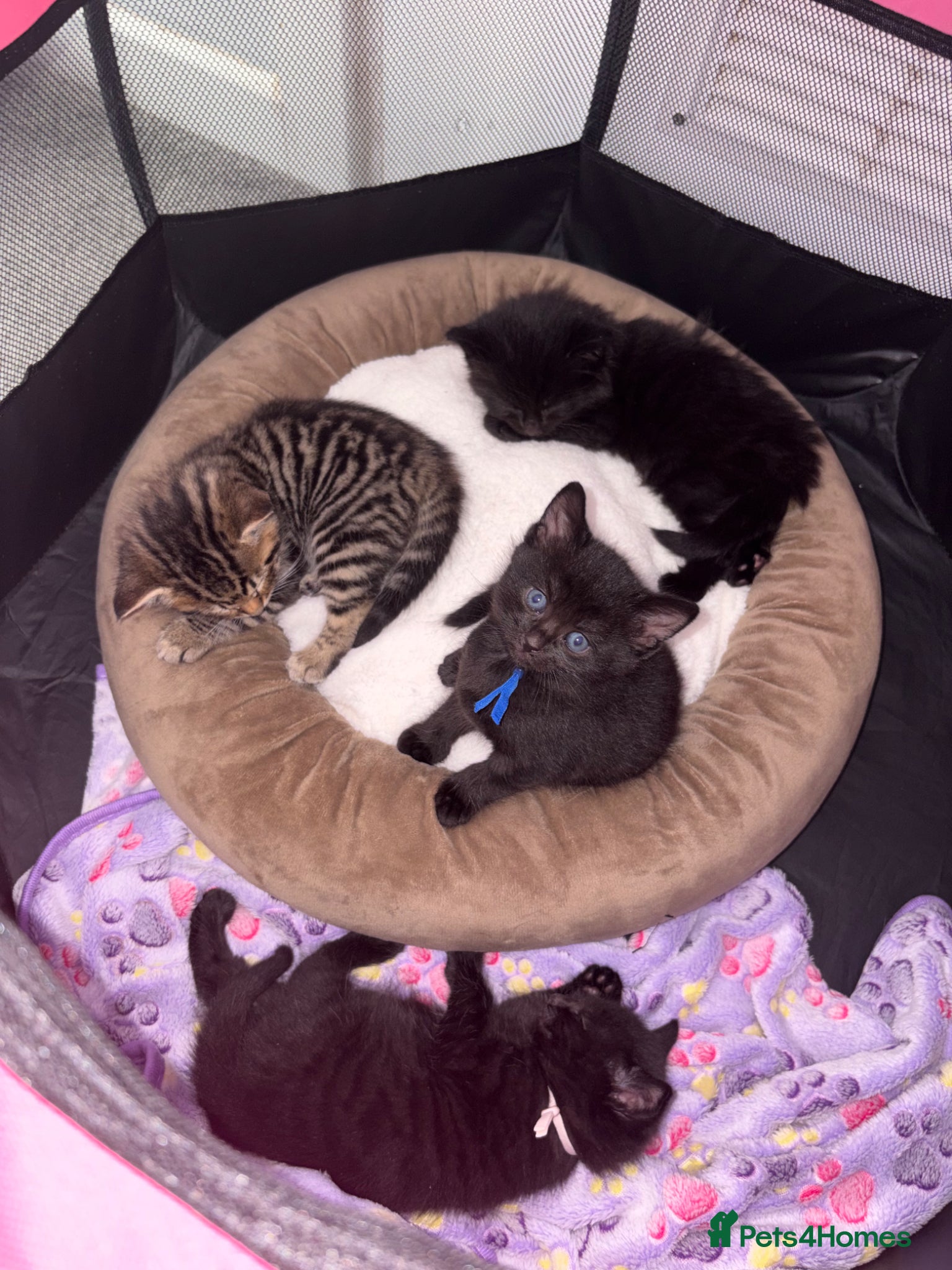 Mixed Breed cats Two beautiful female kittens  - Advert 7