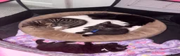 Mixed Breed cats for sale: Two beautiful female kittens  in Stevenage - Advert 1